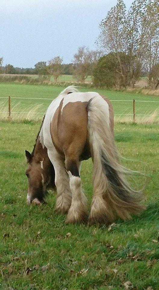 Irish Cob Cillbarra golden vale billede 13