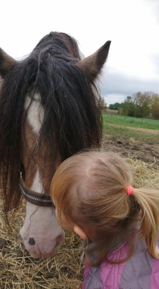 Irish Cob Cillbarra golden vale billede 14