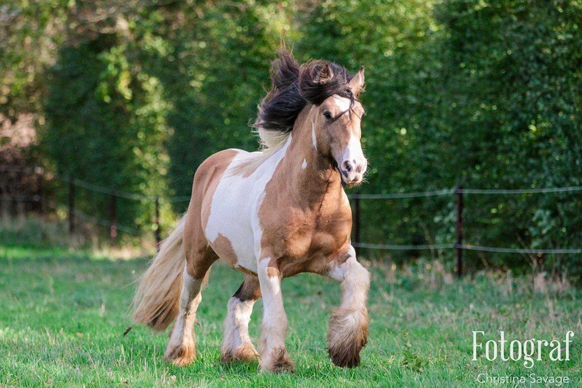 Irish Cob Cillbarra golden vale billede 15