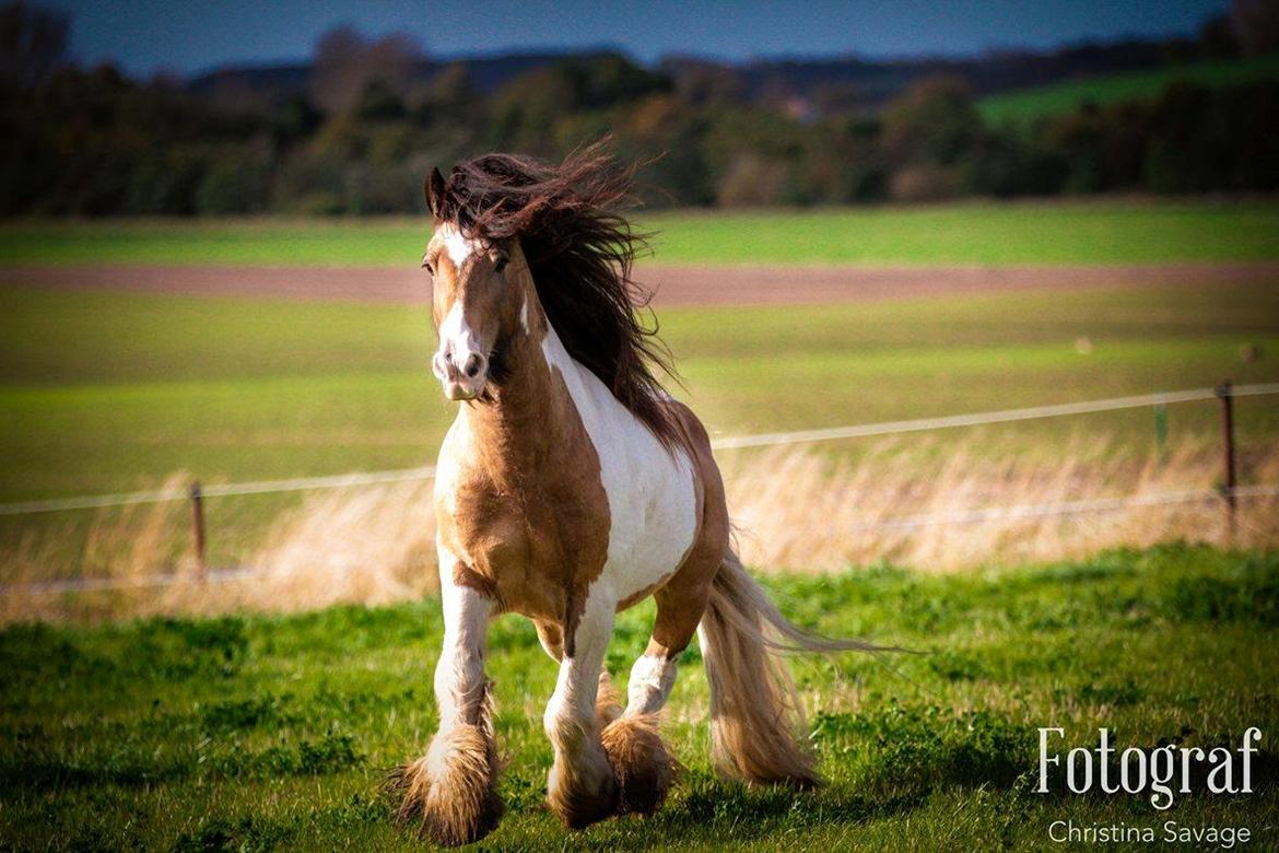 Irish Cob Cillbarra golden vale billede 16