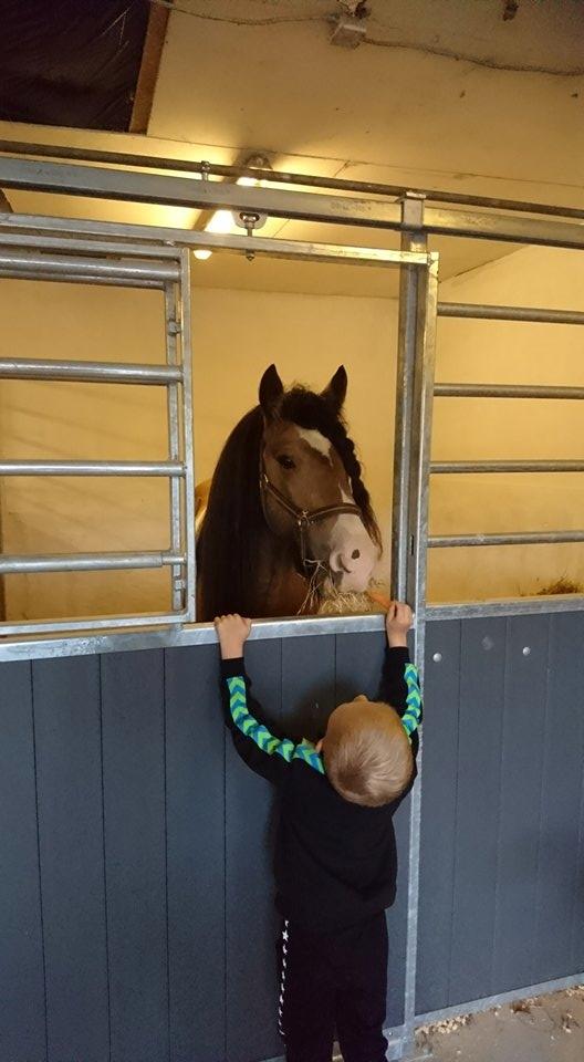 Irish Cob Cillbarra golden vale billede 17