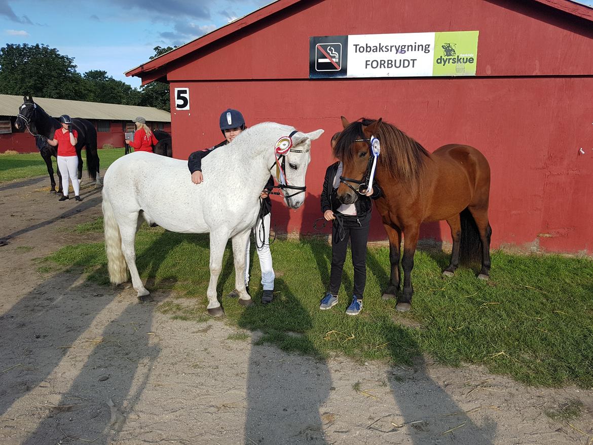 Anden særlig race Super star - Super på Store Hestedag 2017 billede 2