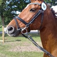 New Forest  Comm'S Forest Robinia - himmel hest