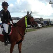 New Forest  Comm'S Forest Robinia - himmel hest