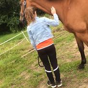 Dansk Varmblod Pollúx