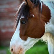 Anden særlig race Monty