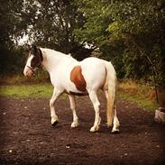 Anden særlig race Monty