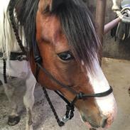 Anden særlig race Monty