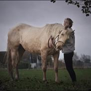 Anden særlig race Kildegaardens Vincent