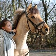 Anden særlig race Østergårds Baloo