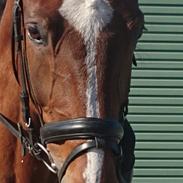 Anden særlig race Hameris