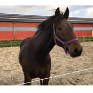 Oldenborg Zafine Macoy
