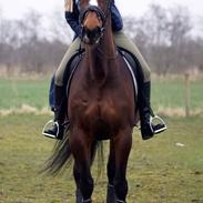 Dansk Varmblod Clair