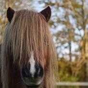 Shetlænder Krabbes kasandra