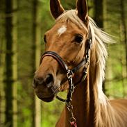 Palomino Stald Emilys Daisy Blue