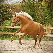 Palomino Stald Emilys Daisy Blue