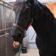 Frieser Marijke G (tidl part)