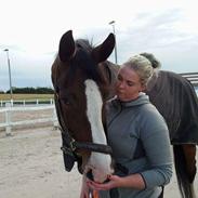 Hannoveraner Figaro (Min part)