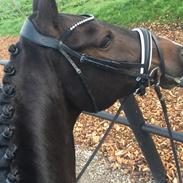 Dansk Varmblod Korsgårds Terry