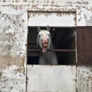 Lusitano Esperto