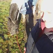 Barockpinto Herkules af Korsmosegaard