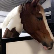 Pinto Lushira Højgård