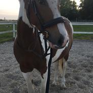 Pinto Lushira Højgård