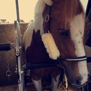 Pinto Lushira Højgård