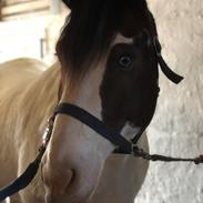 Anden særlig race Monty