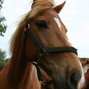 Anden særlig race Gaston