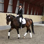 DSP Røgild's Sunfürst