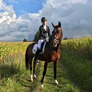 Dansk Varmblod Søndergaards Lerell (Ralle)