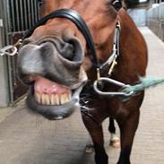 Dansk Varmblod Søndergaards Lerell (Ralle)