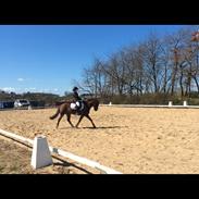 New Forest Lundemarksgård Simba 