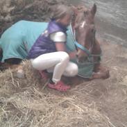 New Forest Lundemarksgård Simba 