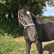 Oldenborg Attack Stardust