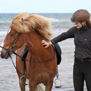 Islænder Frekur Fra Pirup