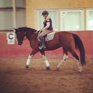 Pinto Elmegårdens Pandora