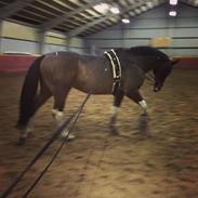 Pinto Elmegårdens Pandora