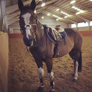 Pinto Elmegårdens Pandora