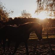Dansk Varmblod Casillas