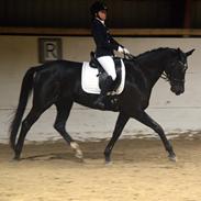Trakehner Esther l