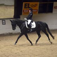 Trakehner Esther l