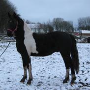 Barockpinto New Star