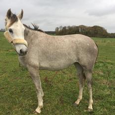 Anden særlig race Suna's Miss Diva