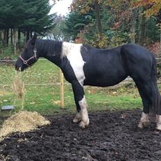Tobiano Friesian Barbara 