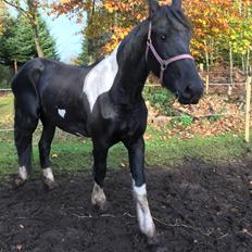 Tobiano Friesian Barbara 