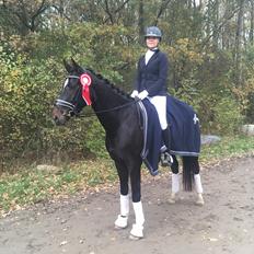 Dansk Varmblod Holtegårdens penny lane