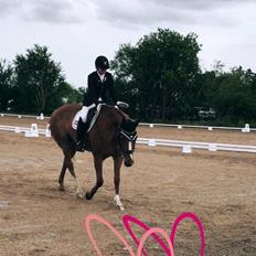 Dansk Varmblod Kildebo's Laurina