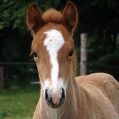 Islænder Garri fra Østervang